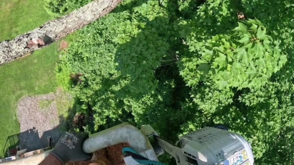 Worker standing in a bucket lift holding a chainsaw while looking down at large tree branches and dense green foliage