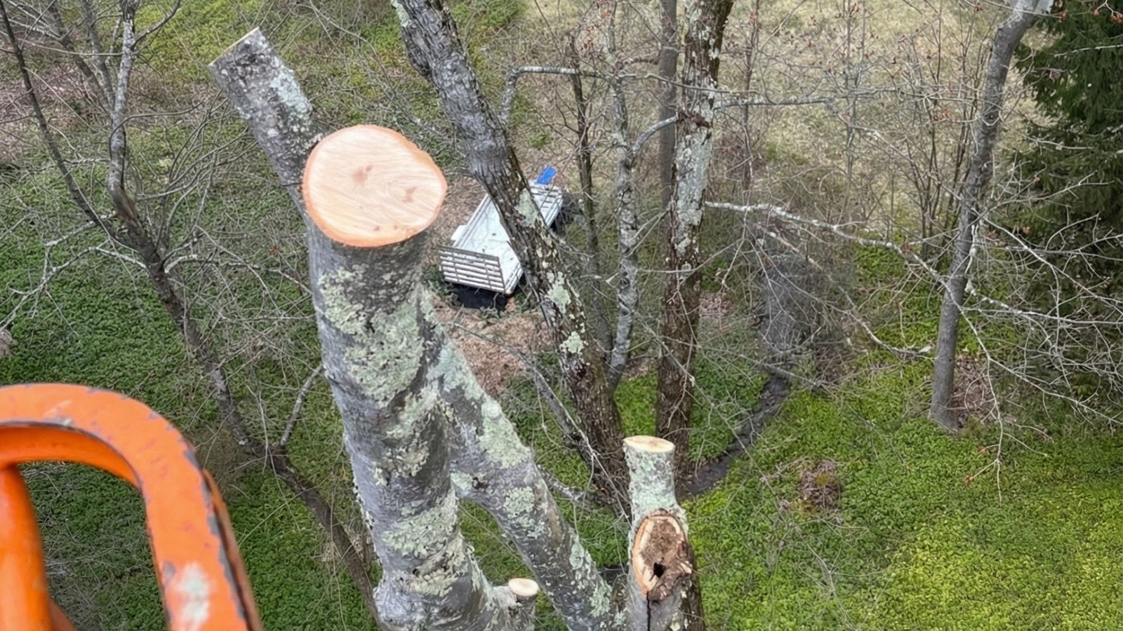 High-angle view of partially cut tree branches with fresh cut surfaces visible from an elevated lift platform