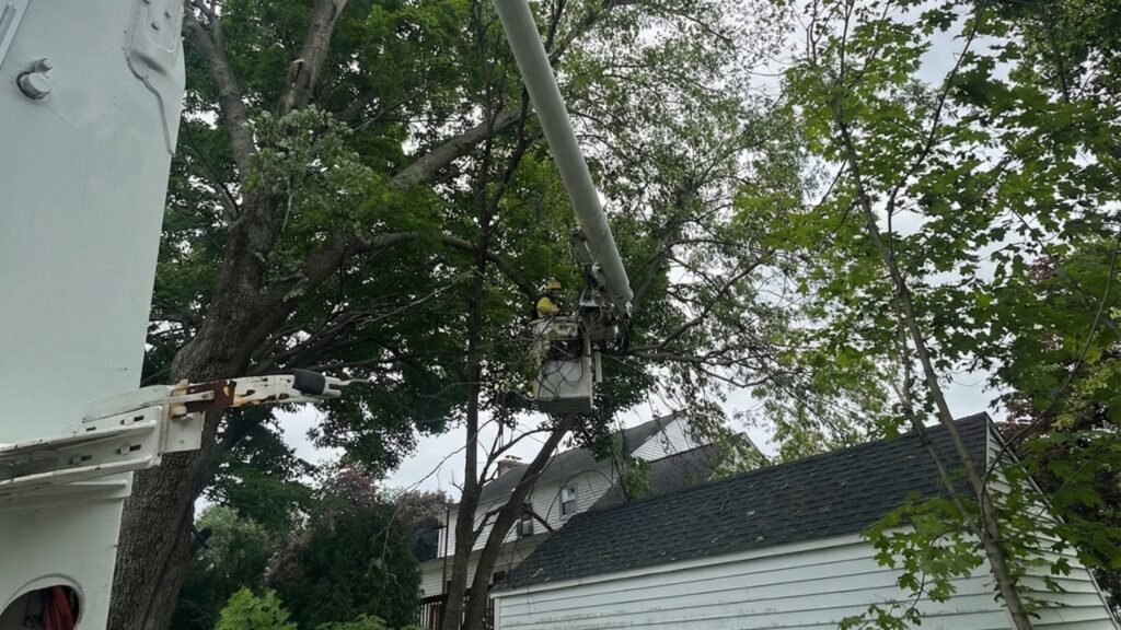 Worker in a raised bucket lift cutting branches near the roofline of a white house surrounded by tall trees