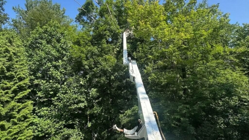 A bucket truck’s extended boom reaching into the upper branches of tall trees on a clear day