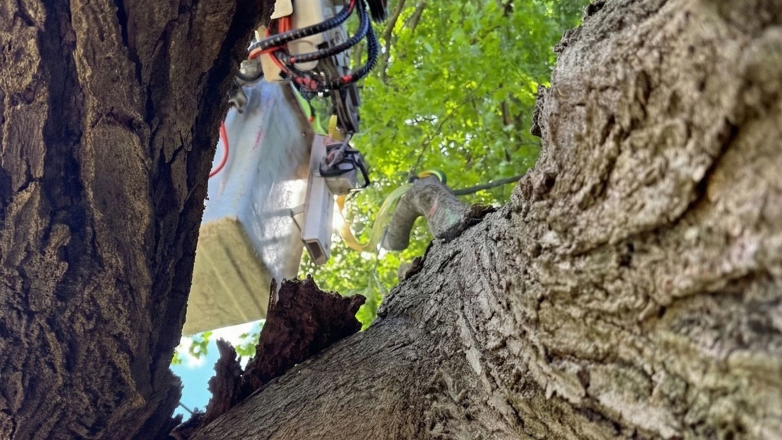 Close-up photo of a bucket truck’s lift arm and bucket positioned among large tree branches and green foliage