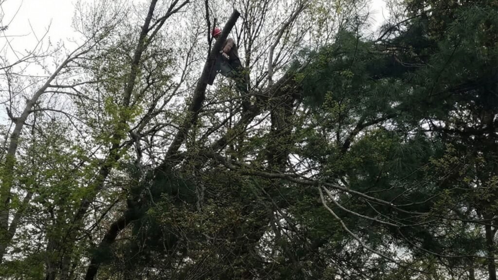 Tree Remover wearing a helmet standing high in a tree while cutting large branches surrounded by dense foliage