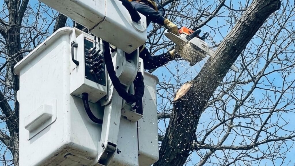 Tree Work Near Me With Chainsaw From Bucket in Bethany Connecticut