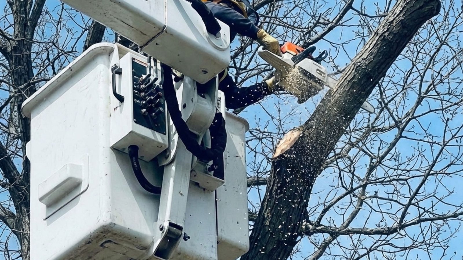 Tree Work Near Me With Chainsaw From Bucket in Bethany Connecticut