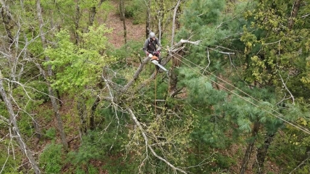 Professional Climber Performing High-Risk Tree Cutting Near Me in Middlebury CT