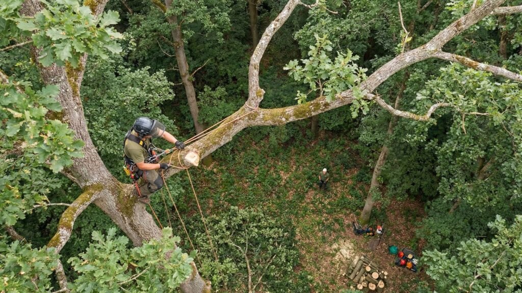Top Rated Aerial Tree Cutting Specialist Near Me in Connecticut