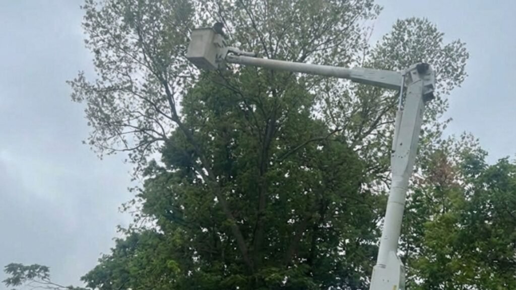 Highly Rated Tree Services Near Me in Bridgewater Connecticut