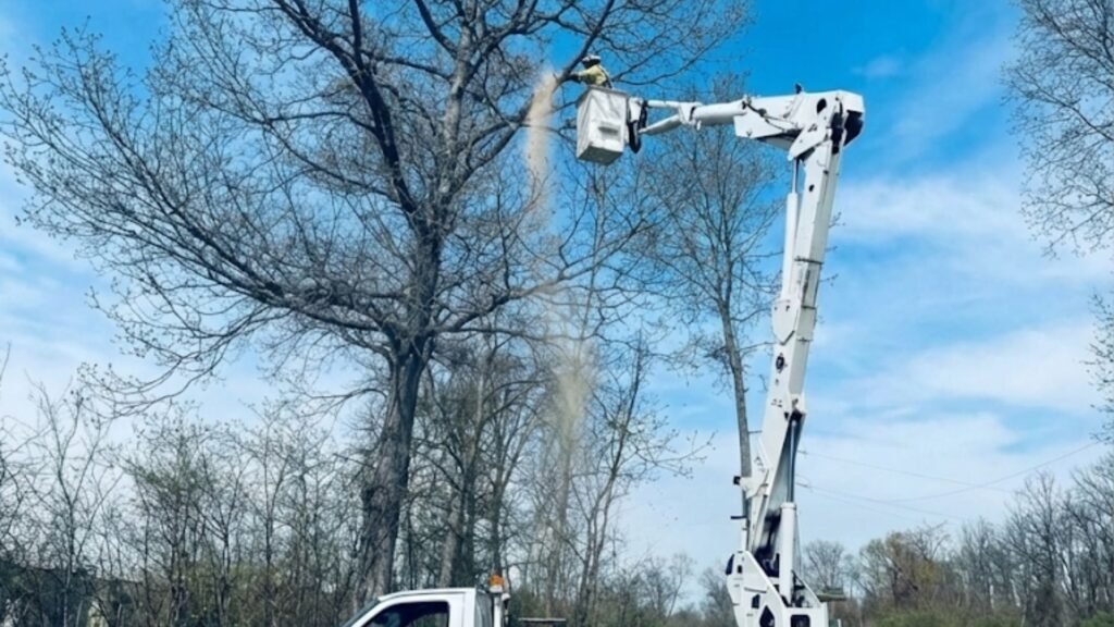Tree Removal Near Me with Bucket Truck in Bethany Connecticut