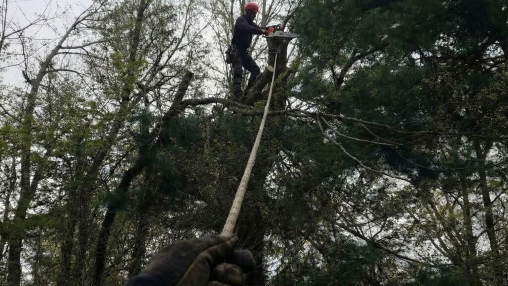 Crew Managing Rigging Line for Safe Tree Cutting Near Me in Middlebury Connecticut