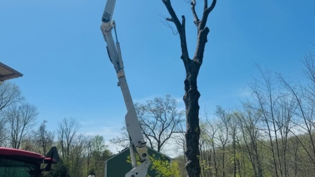 Bucket truck positioned to remove a tall tree at a residential property in Shelton Connecticut
