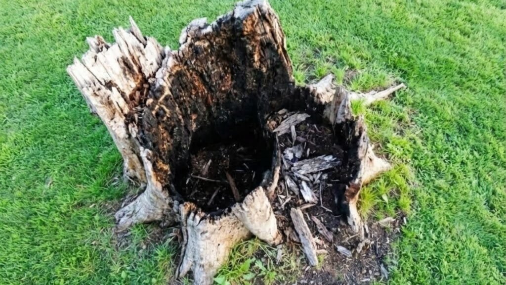Rotten Tree Stump Before Grinding Near Me