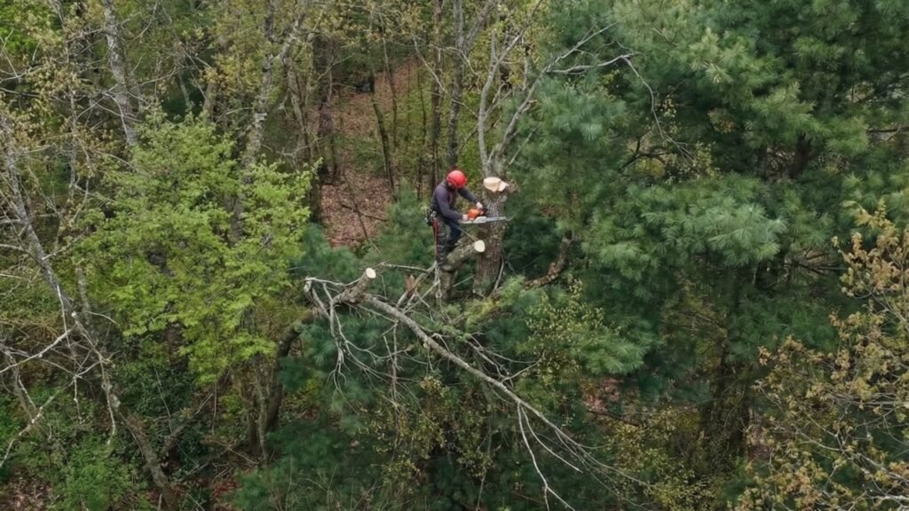 Aerial View of Professional Tree Service Near Me in Middlebury Connecticut
