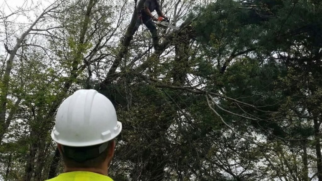 Worker Oversees Tree Cutting Operation in Middlebury Connecticut Woodland Area