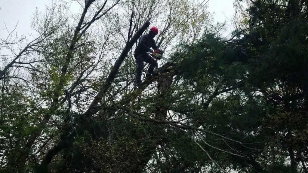 Tree Specialist Trimming Unstable Branch High Above Ground in Middlebury Connecticut