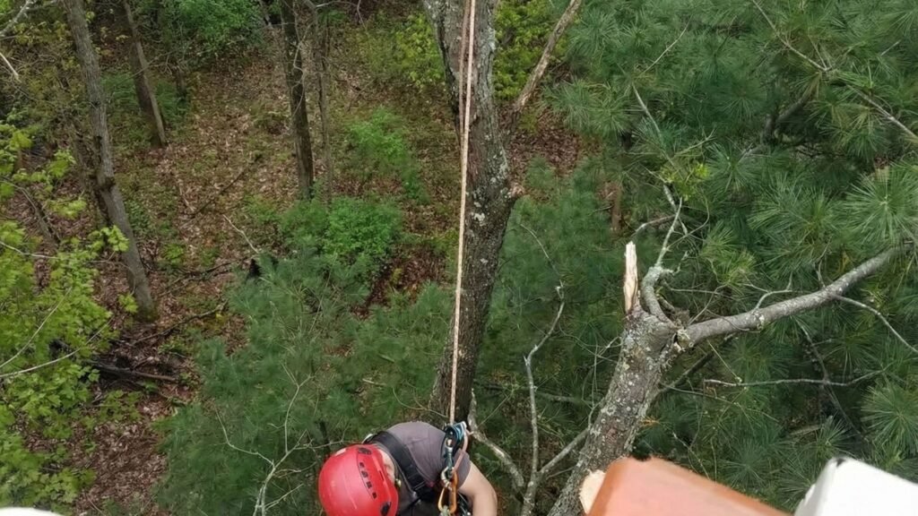 Tree Worker Setting Safety Gear High in the Canopy Near Middlebury Connecticut