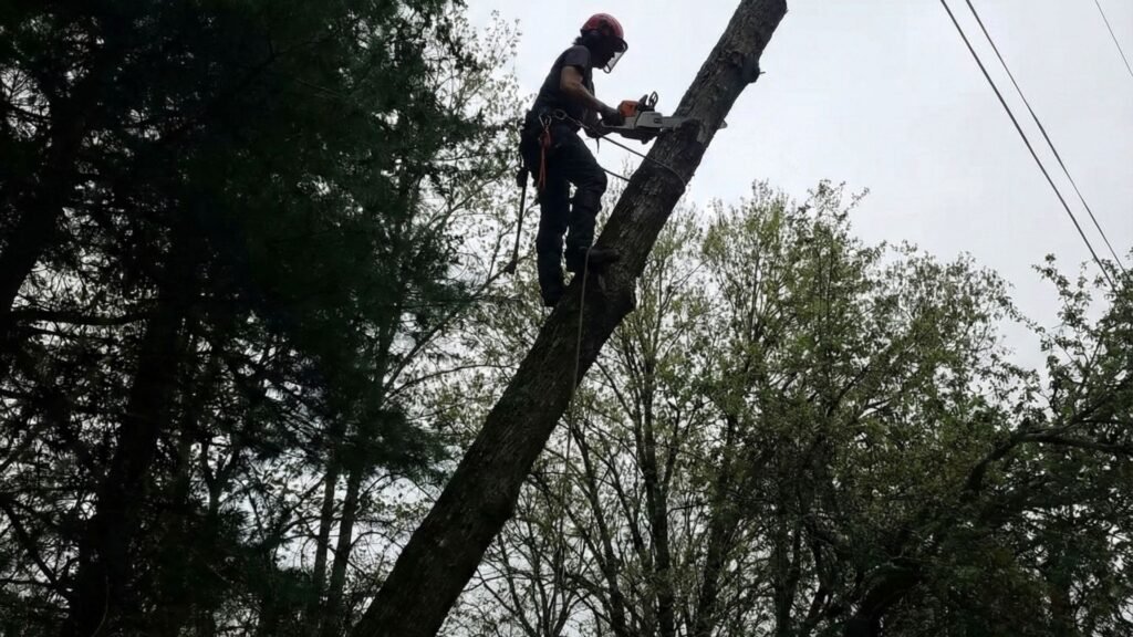 Skilled Technician Cutting Leaning Tree Trunk in Middlebury Connecticut