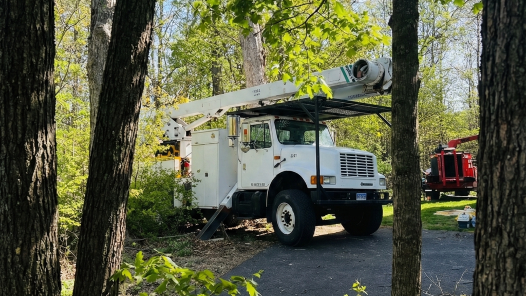 Bucket truck positioned between mature trees during residential tree removal in Roxbury Connecticut
