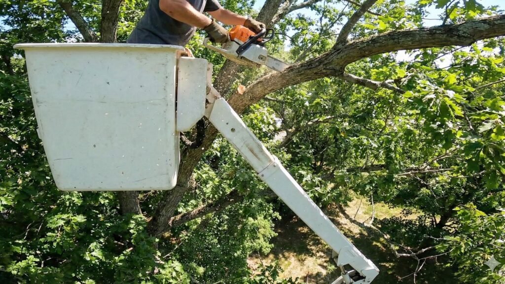 Bucket Truck Tree Removal Cutting Large Branch in Southbury Connecticut