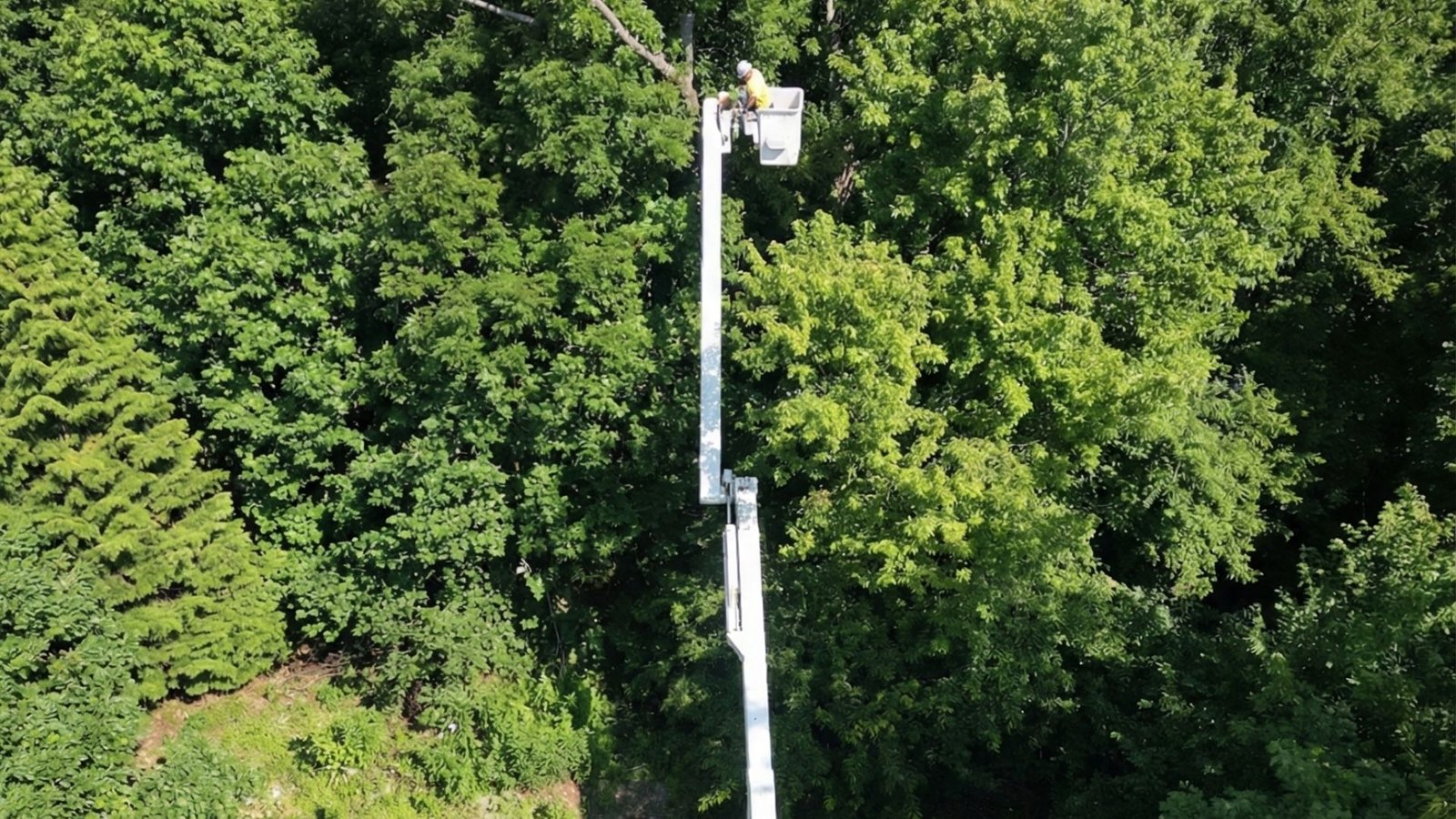 Professional Aerial Lift Tree Service Operation in Connecticut