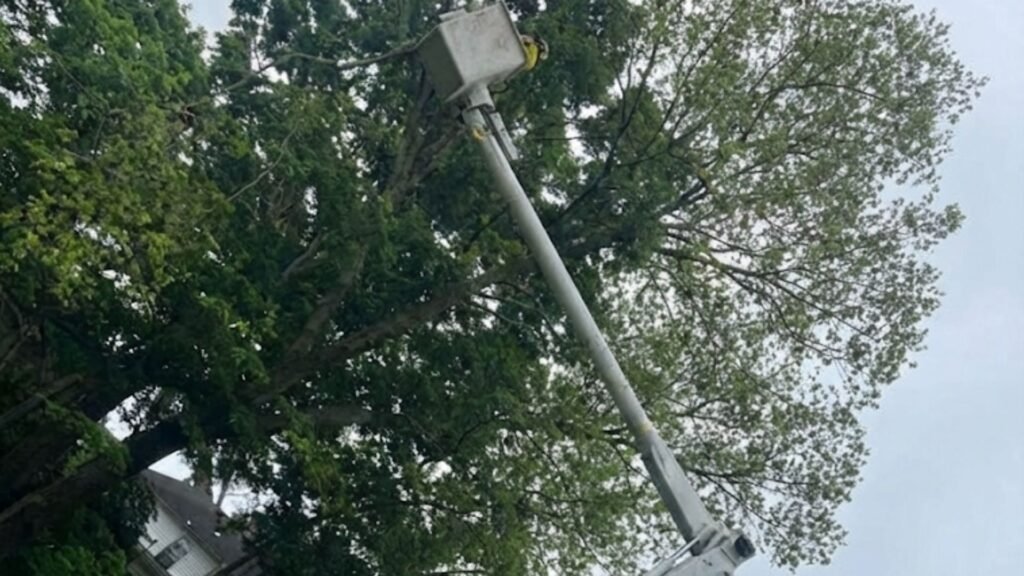 Highly Reviewed Professional Tree Removal Near You in Bridgewater Connecticut