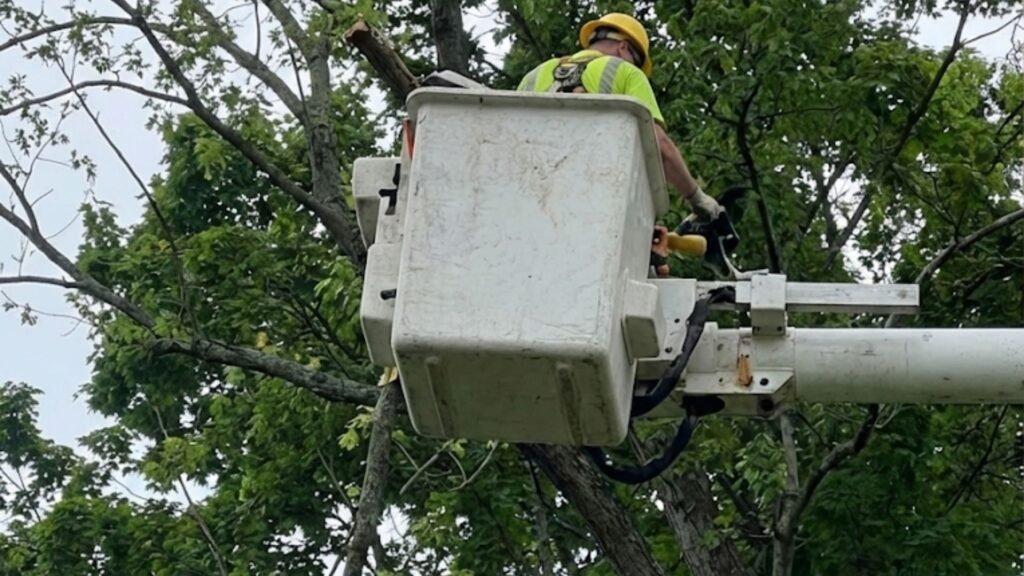 Highly Reviewed Professional Tree Removal Near You in Bridgewater Connecticut