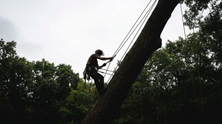 Expert Rope Supported Connecticut Tree Removal Professional