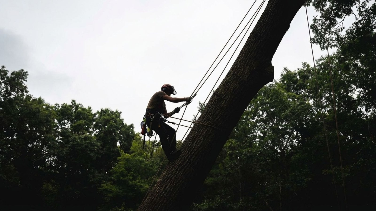 Expert Rope Supported Connecticut Tree Removal Professional