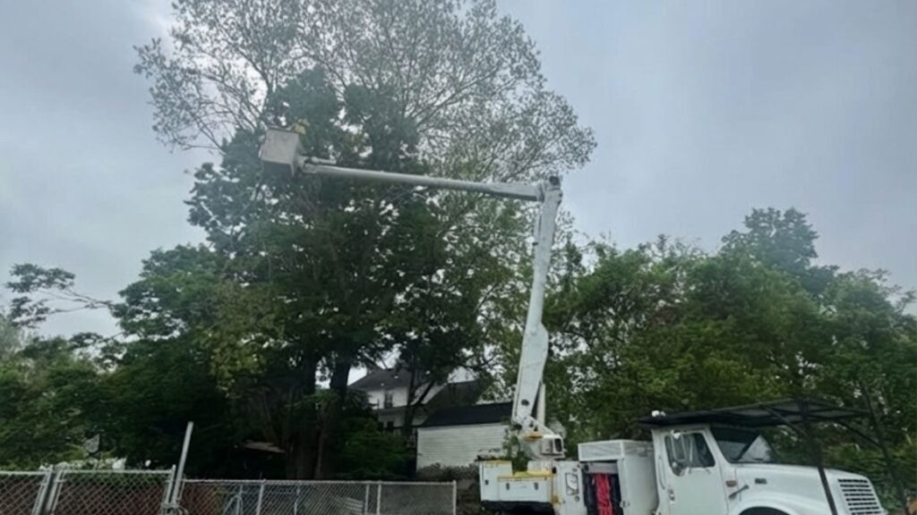 Highly Reviewed Tree Removal Near You in Bridgewater Connecticut