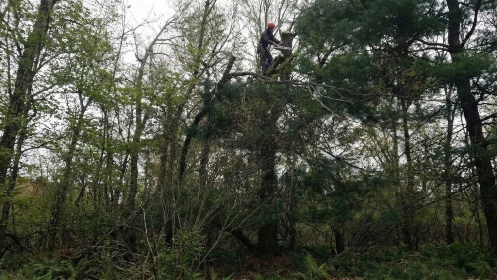 Professional Tree Service Expert Working High in the Trees Near Me in Middlebury Connecticut