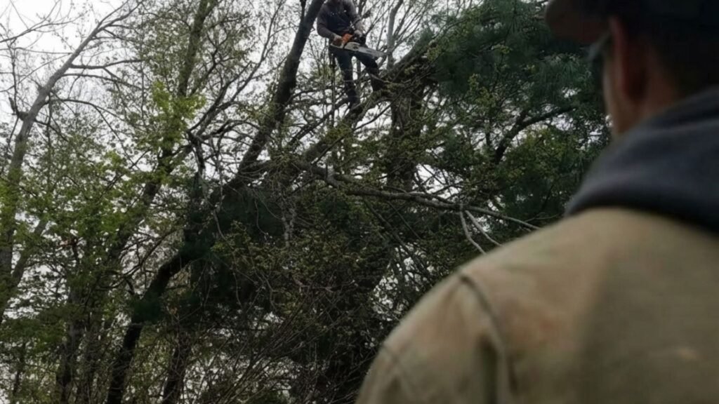 Ground Crew Watching Climber Perform Tree Cutting in Middlebury Connecticut