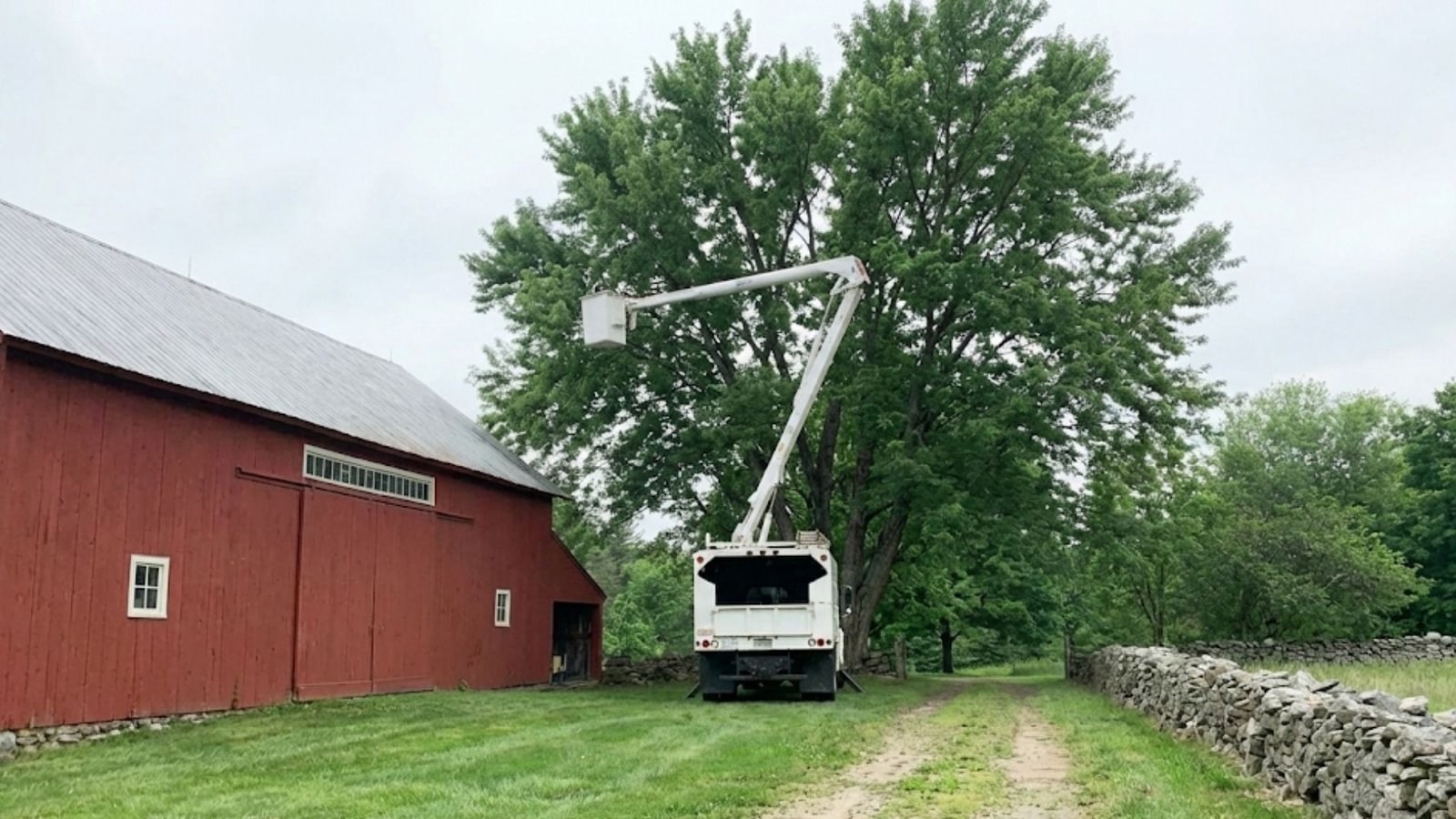Bucket Truck Tree Removal Near You in Oxford Connecticut