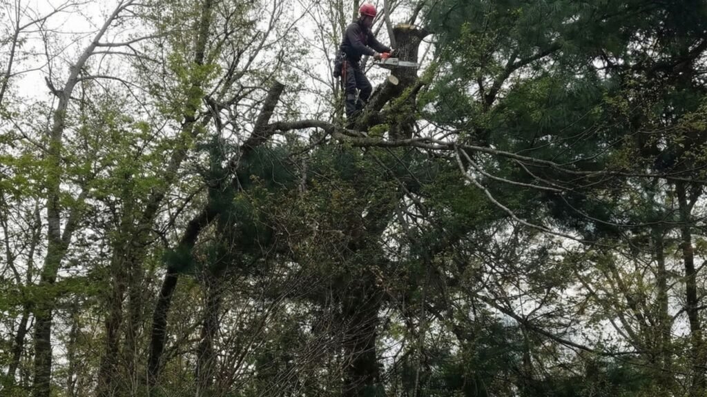 Worker Cutting Hazardous Tree Branch During Middlebury Connecticut Tree Service
