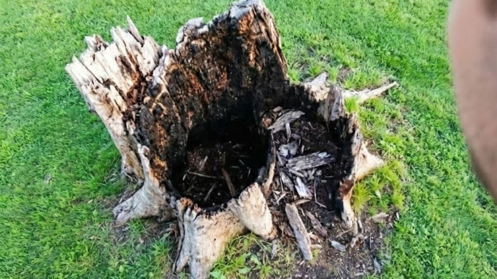 Large Burned Tree Stump Near Me Before Grinding