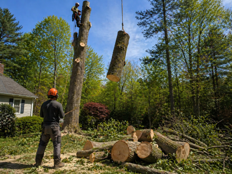 Tree Service Near Me in Oxford CT